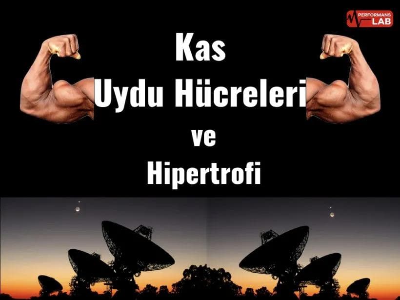 Kas Uydu Hücreleri ve Hipertrofi